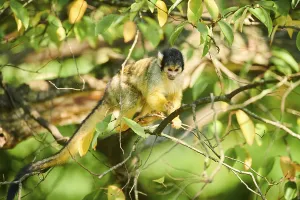 Primate Animals Drucke: Common squirrel monkey (Saimiri sciureus)