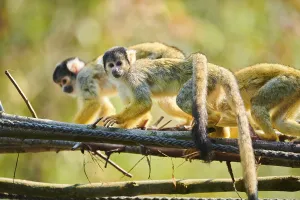 Common Squirrel Monkey Drucke: Common squirrel monkey (Saimiri sciureus)
