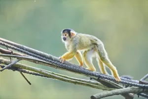 Primate Animal Drucke: Common squirrel monkey (Saimiri sciureus)