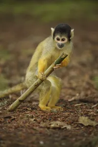 Primate Animals Drucke: Common squirrel monkey (Saimiri sciureus)