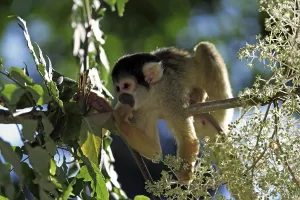 South America Animal Life Drucke: Common squirrel monkey (Saimiri sciureus)