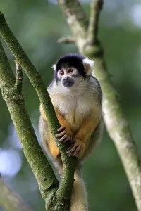 Common Squirrel Monkey Drucke: Common Squirrel Monkey (Saimiri sciureus)