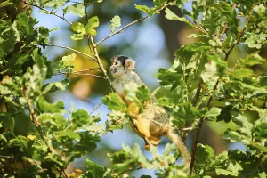 Common Squirrel Monkey Drucke: Common squirrel monkey (Saimiri sciureus)