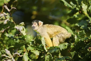 Common Squirrel Monkey Drucke: Common squirrel monkey (Saimiri sciureus)