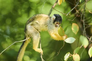 Central Europe Wildlife Animals Drucke: Common squirrel monkey (Saimiri sciureus)