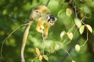 Common Squirrel Monkey Drucke: Common squirrel monkey (Saimiri sciureus)