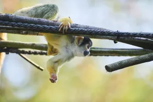 Common Squirrel Monkey Drucke: Common squirrel monkey (Saimiri sciureus)