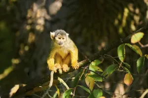 Common Squirrel Monkey Drucke: Common squirrel monkey (Saimiri sciureus)