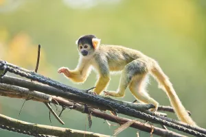 Common Squirrel Monkey Drucke: Common squirrel monkey (Saimiri sciureus)