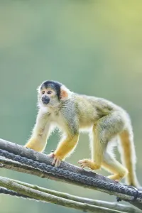 Common Squirrel Monkey Drucke: Common squirrel monkey (Saimiri sciureus)