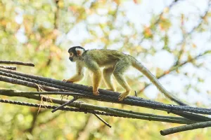 Common Squirrel Monkey Drucke: Common squirrel monkey (Saimiri sciureus)