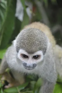 Common Squirrel Monkey Drucke: Common Squirrel monkey (Saimiri sciureus)