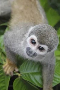 Common Squirrel Monkey Drucke: Common Squirrel monkey (Saimiri sciureus)