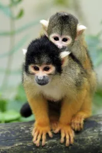 Common Squirrel Monkey Drucke: Common squirrel monkey (Saimiri sciureus)