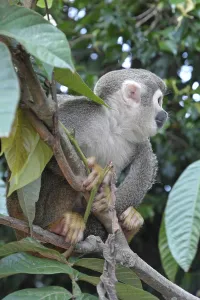 Common Squirrel Monkey Drucke: Common Squirrel monkey (Saimiri sciureus)