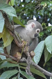 New World Monkey Images Drucke: Common Squirrel monkey (Saimiri sciureus)