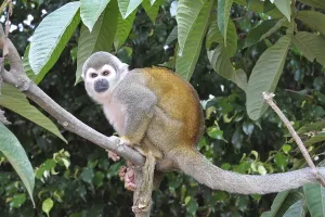 Common Squirrel Monkey Drucke: Common Squirrel monkey (Saimiri sciureus)