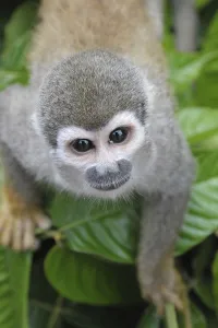 Common Squirrel Monkey Drucke: Common Squirrel monkey (Saimiri sciureus)