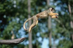 Common Squirrel Monkey Drucke: Common squirrel monkey (Saimiri sciureus)