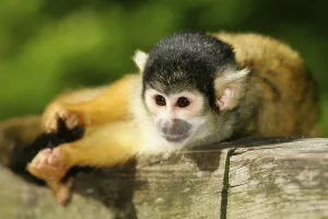Captive Primate Photos Drucke: Common squirrel monkey (Saimiri sciureus)