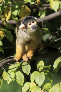 Squirrel Monkey Drucke: Common squirrel monkey (Saimiri sciureus)