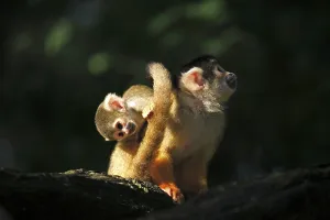 New World Monkeys Images Drucke: Common squirrel monkey (Saimiri sciureus)