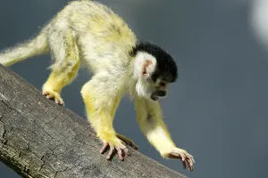 Squirrel Monkey Drucke: Common squirrel monkey (Saimiri sciureus)
