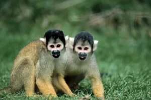 Squirrel Monkey Drucke: Common squirrel monkey (Saimiri sciureus)