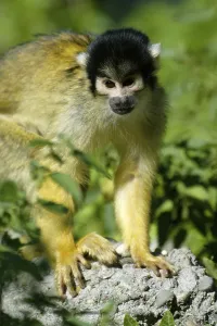 Squirrel Monkey Drucke: Common squirrel monkey (Saimiri sciureus)