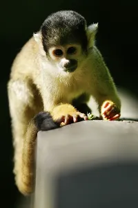 Saimirischnellaffe (Saimiri sciureus)