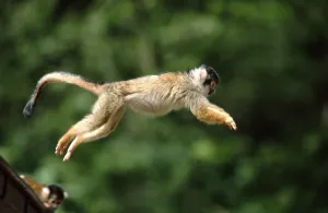 Squirrel Monkey Drucke: Common squirrel monkey (Saimiri sciureus)
