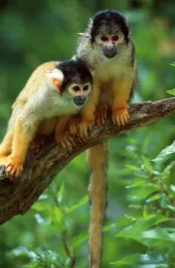Squirrel Monkey Drucke: Common squirrel monkey (Saimiri sciureus)