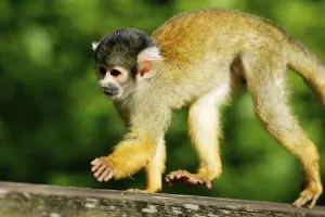Squirrel Monkey Drucke: Common squirrel monkey (Saimiri sciureus)
