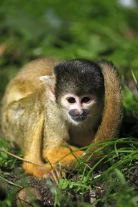 South American Primate Drucke: Common squirrel monkey (Saimiri sciureus)