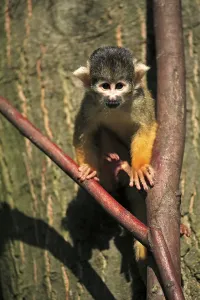 New World Monkey Drucke: Common squirrel monkey (Saimiri sciureus)