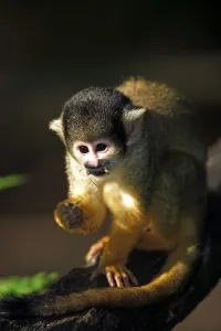 Squirrel Monkey Drucke: Common squirrel monkey (Saimiri sciureus)