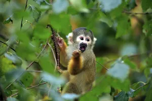 South American Primates Drucke: Common squirrel monkey (Saimiri sciureus)