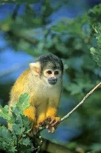 Squirrel Monkey Drucke: Common squirrel monkey (Saimiri sciureus)