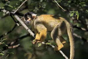 Squirrel Monkey Drucke: Common squirrel monkey (Saimiri sciureus)