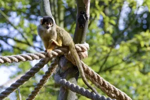 Common Squirrel Monkey Drucke: Common Squirrel Monkey (Saimiri sciureus)