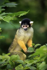 Tree Dwelling Monkeys Drucke: Common squirrel monkey (Saimiri sciureus)
