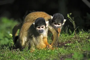 Squirrel Monkey Drucke: Common squirrel monkey (Saimiri sciureus)