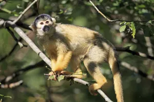 Squirrel Monkey Drucke: Common squirrel monkey (Saimiri sciureus)
