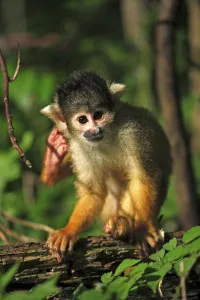 Squirrel Monkey Drucke: Common squirrel monkey (Saimiri sciureus)