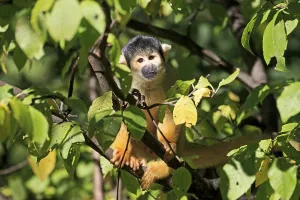 Squirrel Monkey Drucke: Common squirrel monkey (Saimiri sciureus)