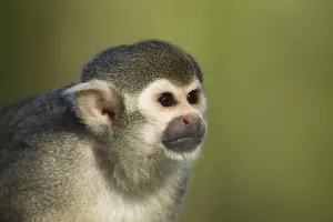 Squirrel Monkey Drucke: Common Squirrel Monkey (Saimiri sciureus)