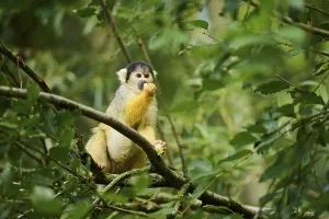 Primate Animals Drucke: Common squirrel monkey (Saimiri sciureus) in a tree