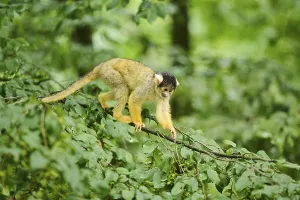 Common Squirrel Monkey Image Drucke: Common squirrel monkey (Saimiri sciureus) in a tree