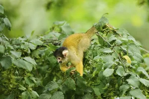 South American Monkeys Drucke: Common squirrel monkey (Saimiri sciureus) in a tree
