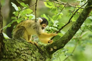 New World Primate Species Drucke: Common squirrel monkey (Saimiri sciureus) in a tree